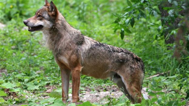 Ritorno dei lupi in Italia, soprattutto in Piemonte