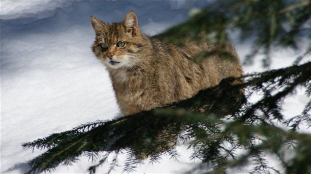 In Italia è stato ripreso un gatto selvatico, sui Monti del Sole