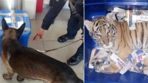 Il cane anti contrabbando fiuta un cucciolo di tigre spedito in un pacco