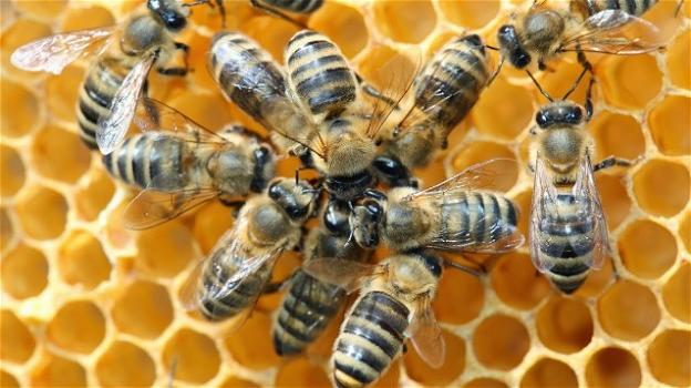 Alveare a manovella produce miele, salvate le api dall’estinzione
