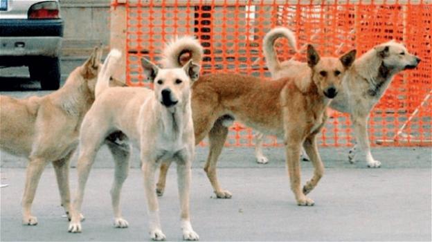 Denuncia contro ignoti per la strage di cani randagi a Sciacca