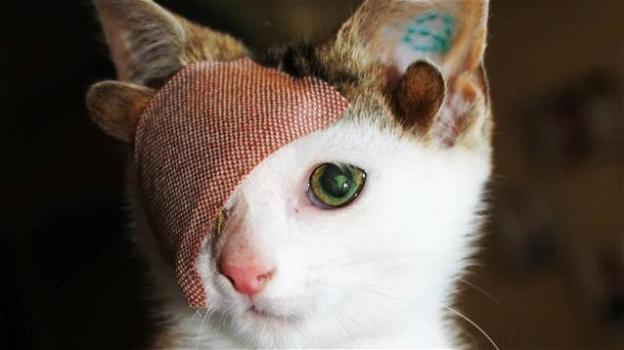 Anomalie della natura: c’è un gatto con un occhio e quattro orecchie