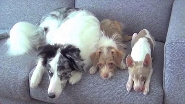 Tre cani sono seduti sul divano: il più piccolo a destra vi conquisterà subito