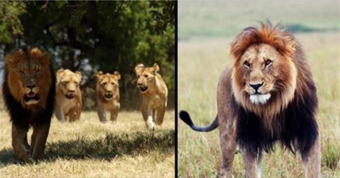 Un bracconiere è stato ucciso e mangiato dai leoni in Sudafrica