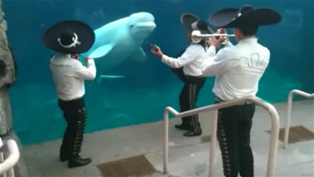 La band Mariachi suona in un acquario: la reazione della balena bianca è del tutto inaspettata