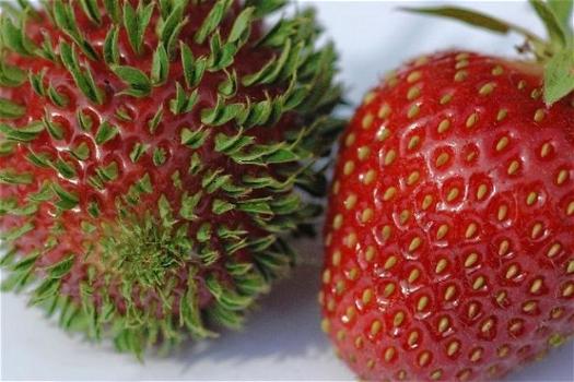 Alcune terrificanti immagini che mostrano quando frutta e verdura germogliano in anticipo