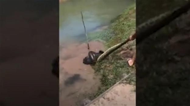In Brasile un cane viene trascinato in acqua da un anaconda