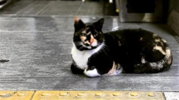 In Turchia un gatto dorme sulle scale mobili della metro