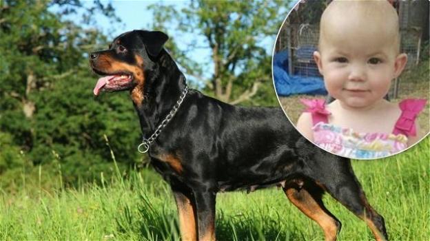 Tragedia in Australia, una bambina di un anno sbranata da un rottweiler
