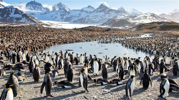 Scoperta un’enorme colonia di pinguini al Polo Sud: 1 milione e mezzo di esemplari