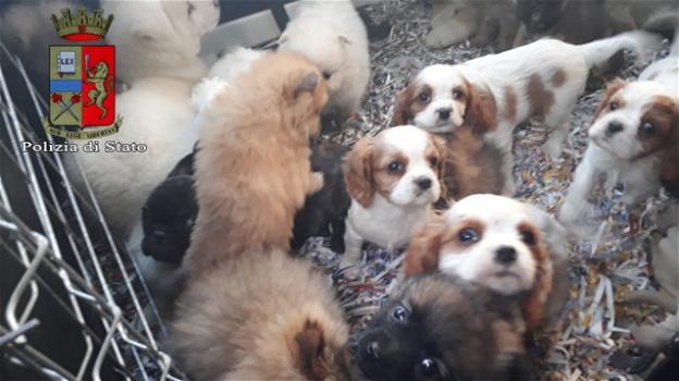 Ventisei cuccioli di cane sono stati salvati dalla Polizia bolognese