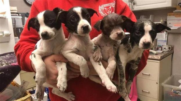 Cani ricoperti con vernice e lattice: sono stati salvati