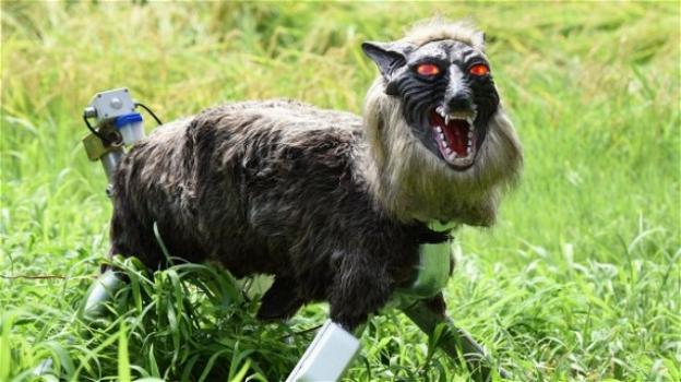 Giappone: un lupo-robot sorveglia i campi coltivati, allontanando gli animali selvatici
