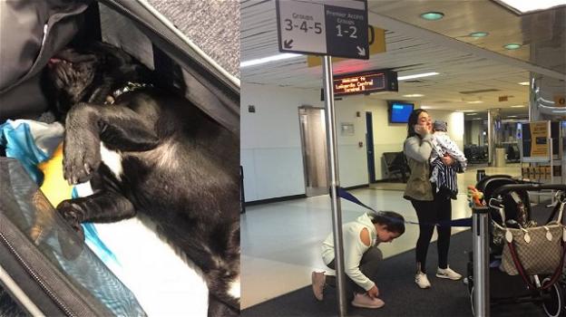 USA: cucciolo muore durante un volo in aereo. "L’hostess aveva ordinato di farlo viaggiare nella cappelliera"