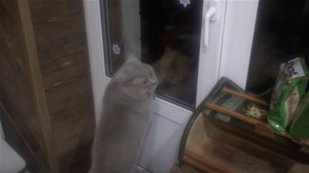 Il gatto Giacobbe parla! Arrivato alla porta, chiede: "Aprimi"