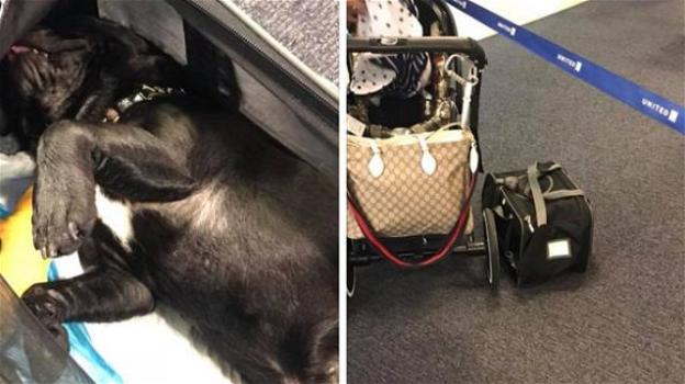 Misera fine per un cane: muore nella cappelliera di un aereo