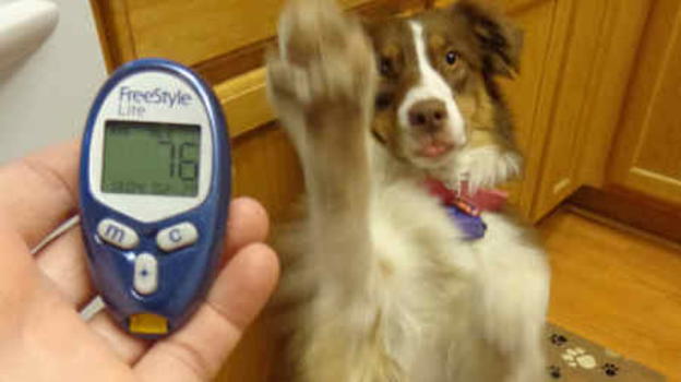 Il cane Quincy, straordinario golden retriever, sa fiutare i livelli di glicemia