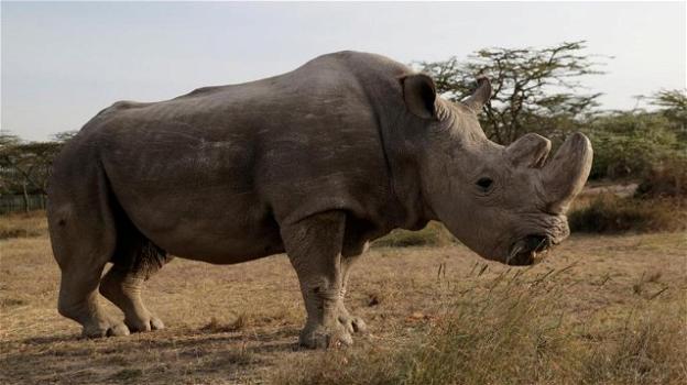 È morto Sudan, l’ultimo esemplare di rinoceronte bianco settentrionale