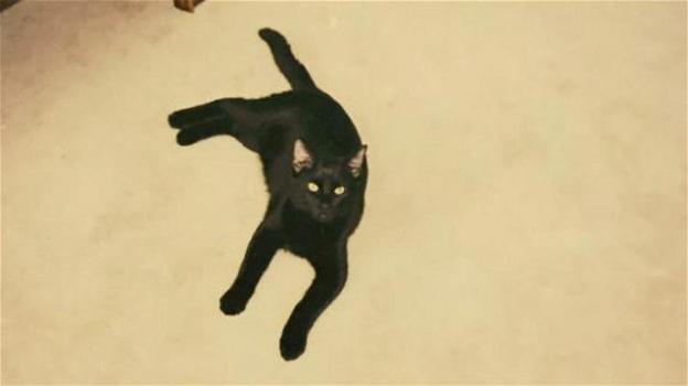 Panther è il gatto scomparso da cinque anni che viveva dai vicini