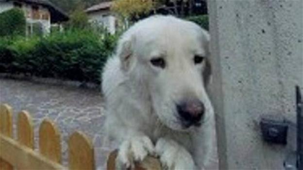 Trento: il cane abbaia in continuazione, i giudici ne ordinano il sequestro
