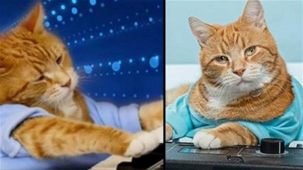 È morto Bento, il “Keyboard Cat” che ha spopolato in rete