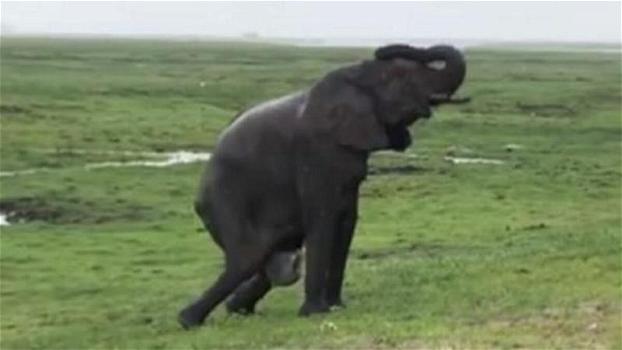 L’elefantessa partorisce nella savana, poi arriva la mandria in suo aiuto: una scena emozionante!
