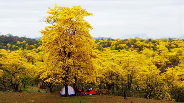 La foresta che si tinge di giallo: uno spettacolo della natura ai confini del Perù