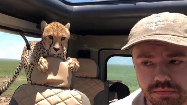 Un uomo si ritrova in macchina un ghepardo durante un safari: “Ero terrorizzato”