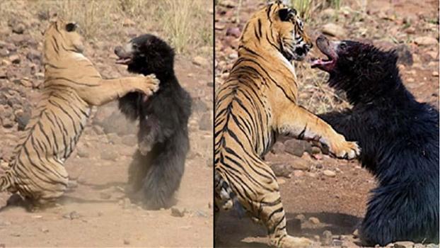 L’incredibile scontro tra tigre e orso dal finale inaspettato!