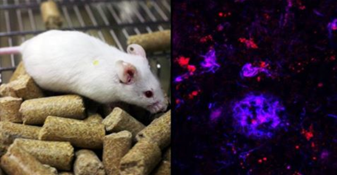Gli scienziati rimuovono con successo il morbo di Alzheimer dai topi