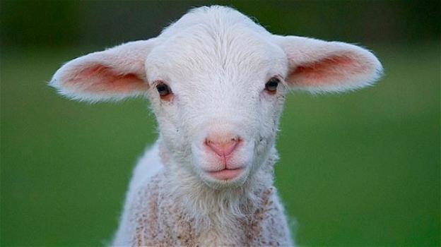 Gli agnelli di Pasqua e le proposte degli animalisti per salvarli