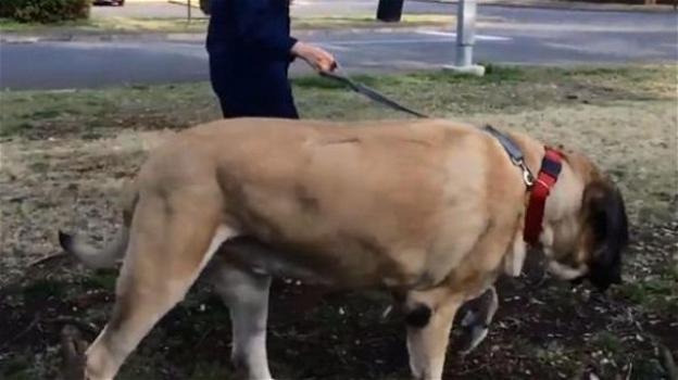 Una donna chiede di tornare negli USA con il cane, le propongono 31mila dollari di biglietto
