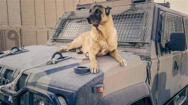 Ci lascia Jimmy, il cane antiesplosivi dell’esercito tricolore in Libano