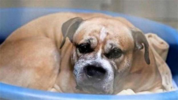 In Germania una petizione mira a salvare Chico, un cane che ha assassinato i proprietari