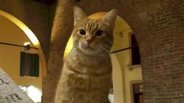 Il gatto più noto di Rovigo si rende protagonista dell’ennesima "impresa"
