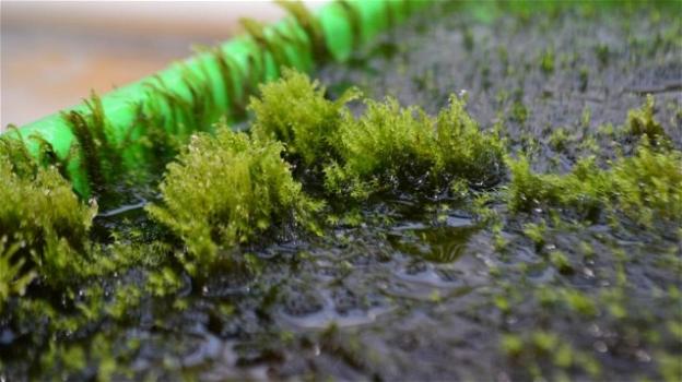 Scoperto in Svezia il muschio acquatico che rende l’acqua potabile eliminando l’arsenico