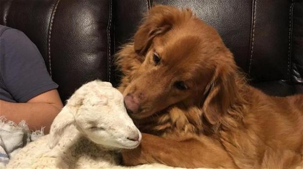 Un agnellino confonde un cane con la madre. Il quattrozampe lo ha "adottato"