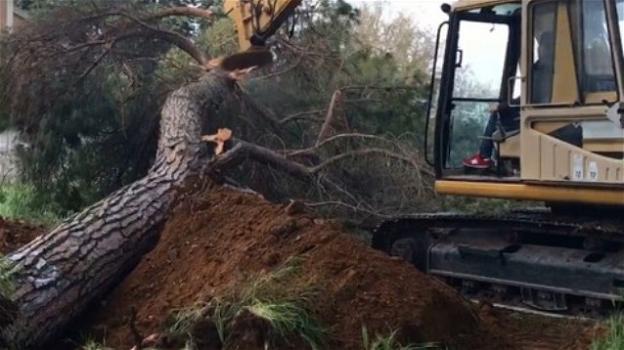Matera: per una rotatoria si apprestano a tagliare 86 alberi
