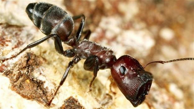 Borneo: scoperta una nuova specie di formiche “kamikaze”