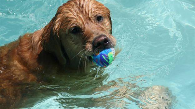A Torino un cane su tre è obeso, aprono piscine specializzate