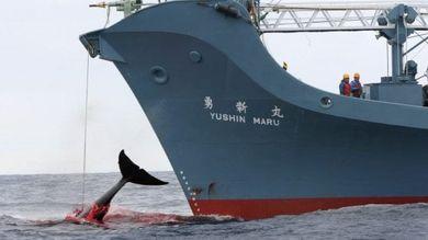 Strage di balene in Giappone: 122 balene incinte uccise dai giapponesi