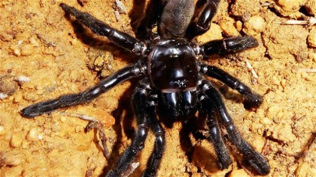 Australia, una puntura di vespa uccide il ragno più vecchio del mondo: aveva 43 anni