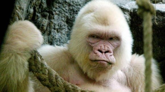 Il ritorno de "Il Re Bianco" sulla vita del gorilla albino di Barcellona