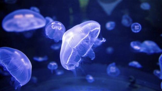 Negli ultimi 10 anni è decuplicato il numero delle meduse sulle coste italiane