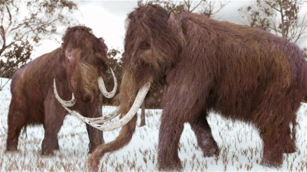 Per bloccare lo scioglimento dei ghiacci sarebbe sufficiente riportare in vita i mammut
