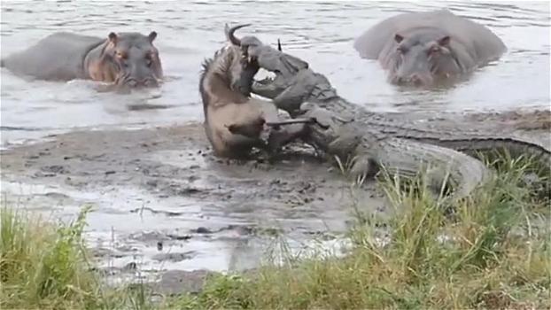 Lo gnu viene attaccato dai coccodrilli: la reazione degli ippopotami è stupenda