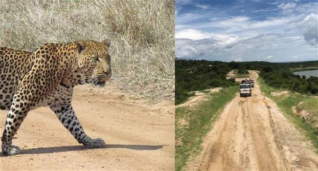 È stato ucciso il leopardo che ha sbranato vivo un bambino di 3 anni in Uganda