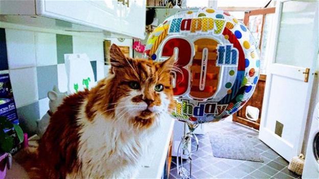 Rubble è il gatto più vecchio del mondo: ha appena festeggiato 30 anni