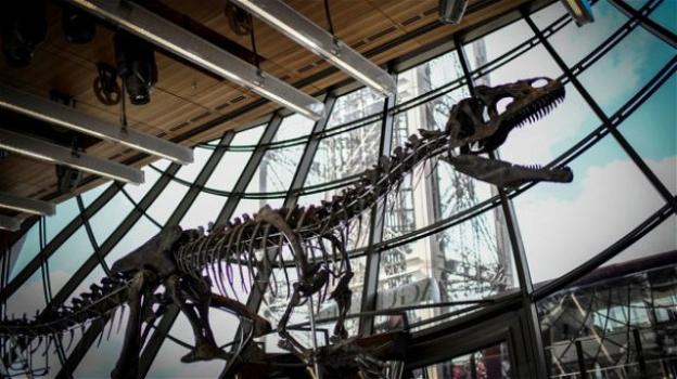 Scheletro di dinosauro messo all’asta e acquistato per 1.6 milioni di euro