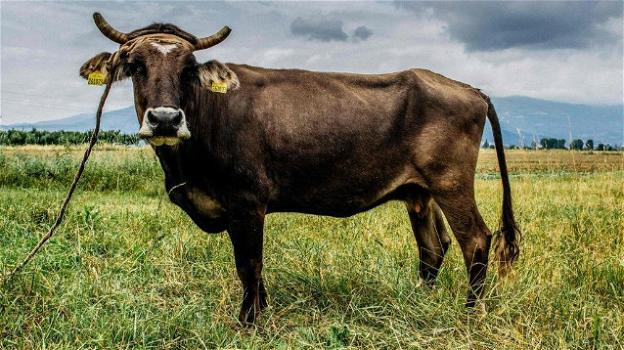 Lo sconfinamento della mucca bulgara Penka diventa un caso diplomatico comunitario